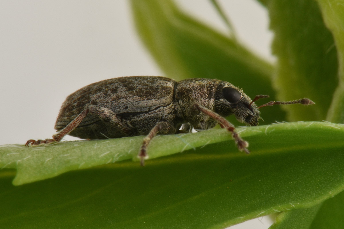 Curculionidae: Sitona cylindricollis? No, Sitona tenuis